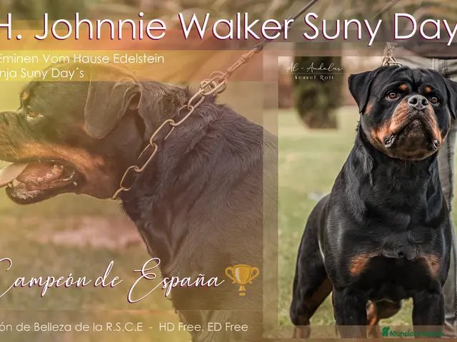 Rottweiler perros en venta: Cachorros de Rottweiler con pedigree - Anuncio 1