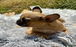 Bulldog Francés perros en venta: Bulldog francés fawn - Imagen 1