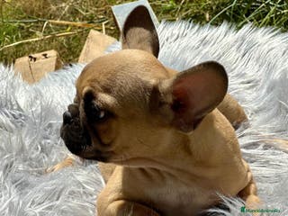 Bulldog Francés perros Bulldog francés fawn - Anuncio 16