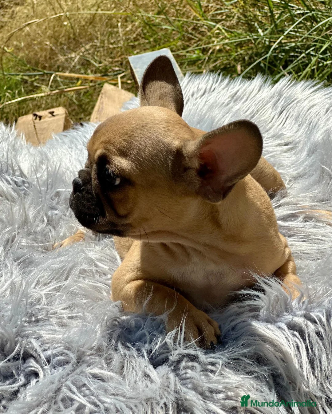 Bulldog Francés perros en venta: Bulldog francés fawn - Anuncio 1