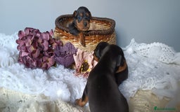 Pinscher Miniatura perros en venta: Mini Pinscher - Imagen 3