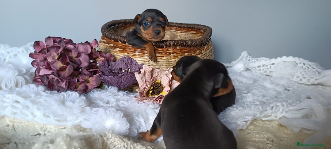 Pinscher Miniatura perros en venta: Mini Pinscher - Imagen 3