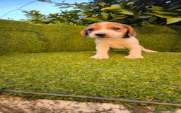 Beagle perros en venta: beagles tricolor  - Imagen 5