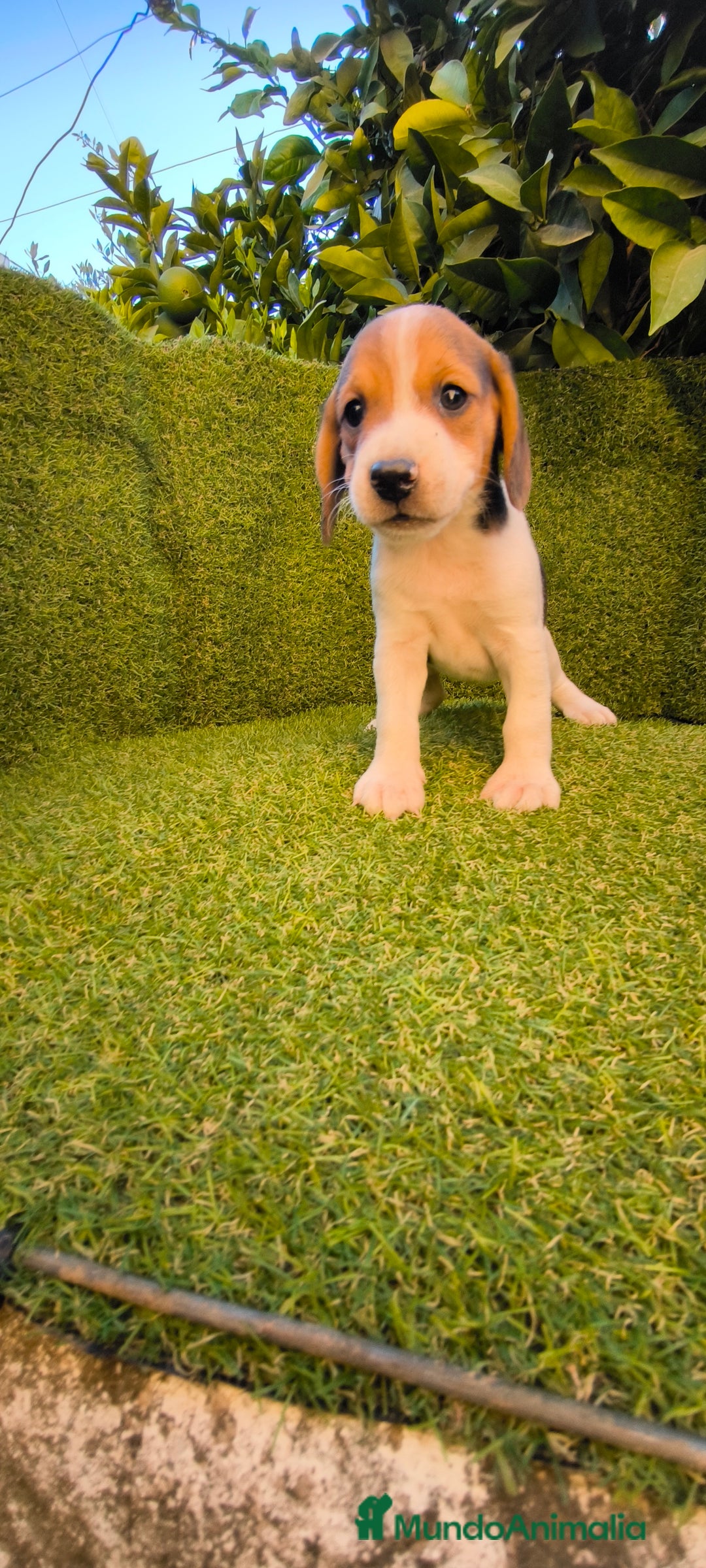 Beagle perros en venta: beagles tricolor  - Imagen 5