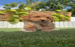 Raza Mixta perros en venta: CANICHE MACHO - Imagen 6
