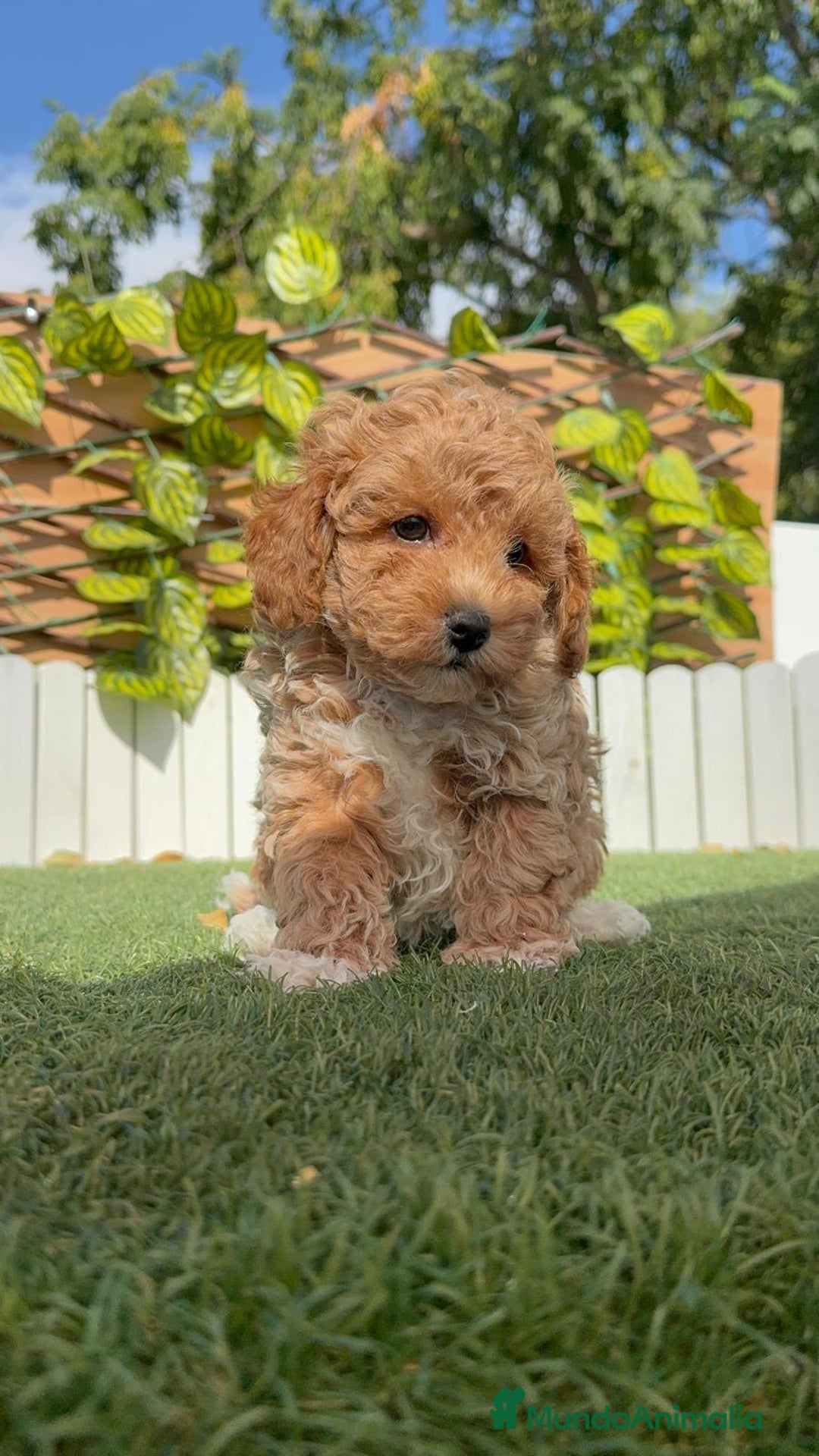Raza Mixta perros en venta: CANICHE MACHO - Imagen 6