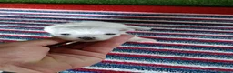 Bichón Maltés perros en venta: Camada de bichon maltés toy línea koreana  - Anuncio 5
