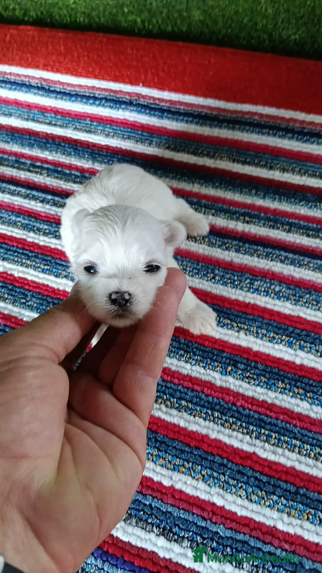Bichón Maltés perros en venta: Camada de bichon maltés toy línea koreana  - Anuncio 5