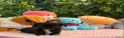 Chihuahua perros en venta: Preciosa cachorros de chihuahua  - Anuncio 2