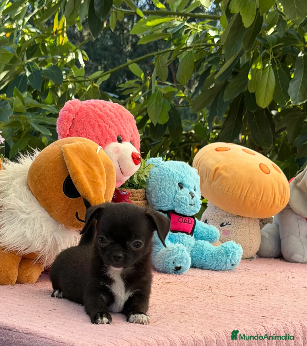 Chihuahua perros en venta: Preciosa cachorros de chihuahua  - Anuncio 2