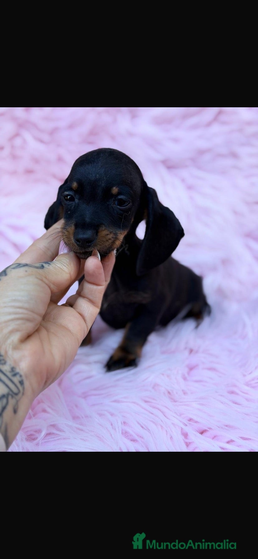 Teckel Miniatura perros Preciosos teckel  - Anuncio 1