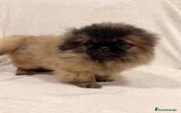 Pekinés perros en venta: Monísimo Pekines Imperial  - Imagen 3