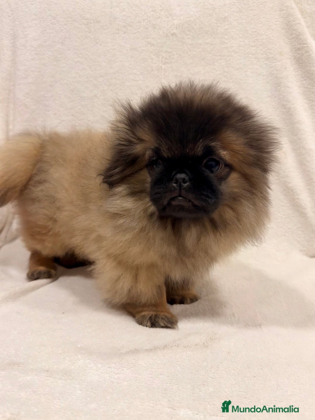 Pekinés perros en venta: Monísimo Pekines Imperial  - Imagen 3
