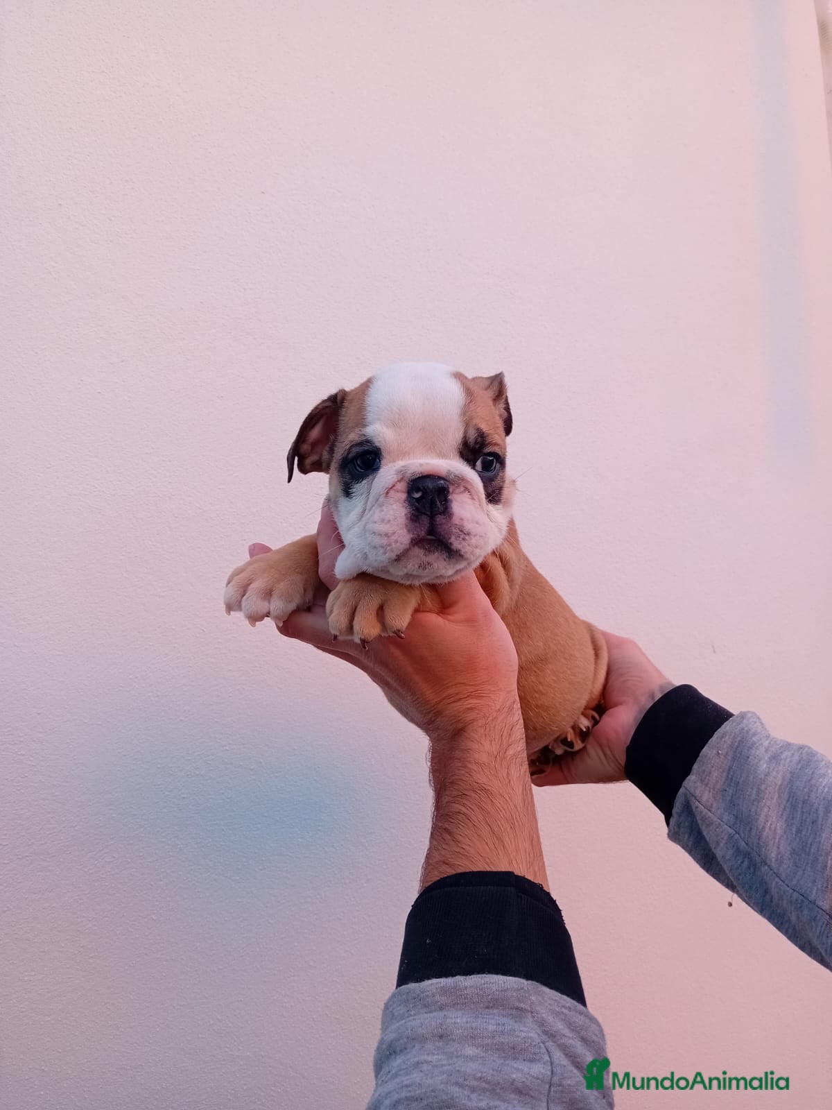 Bulldog Inglés perros Burló inglés  - Anuncio 1