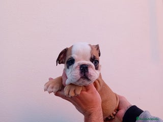 Bulldog Inglés perros Burló inglés - Anuncio 1