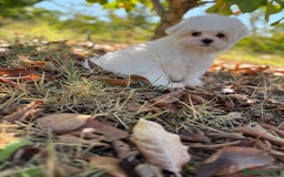 Bichón Maltés perros en venta: Bichon Maltés Toy macho disponible  - Imagen 2