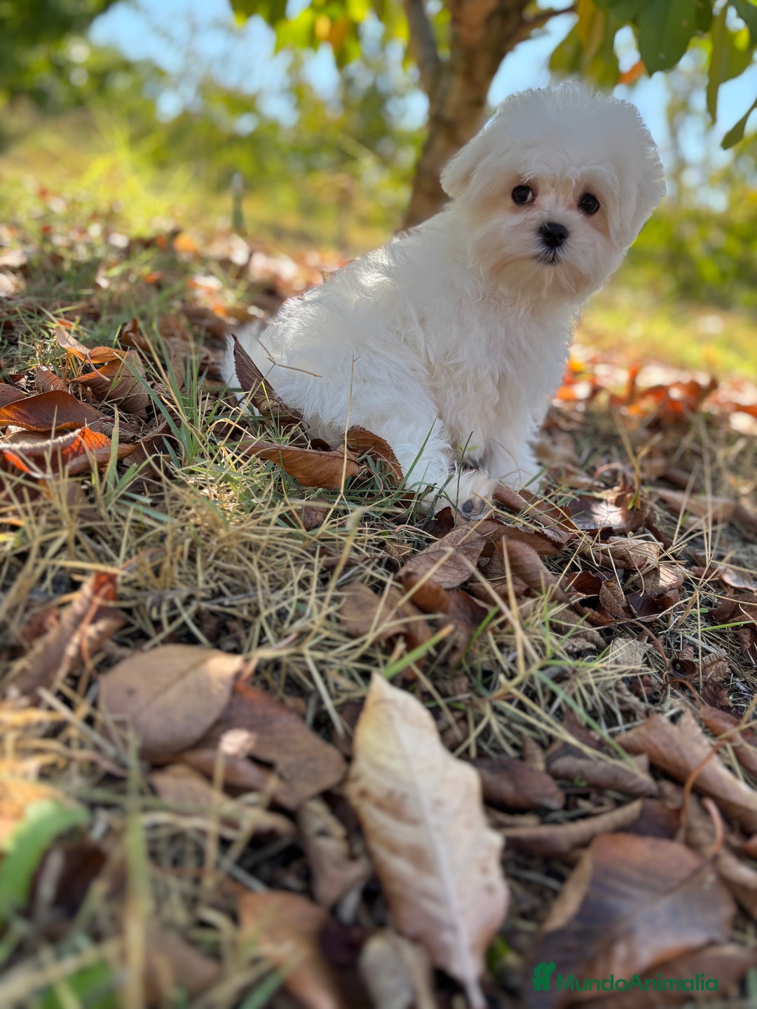 Bichón Maltés perros en venta: Bichon Maltés Toy macho disponible  - Imagen 2