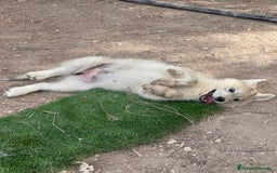 Husky Siberiano perros en venta: HUSKY Y LOBO ARTICO - Imagen 1
