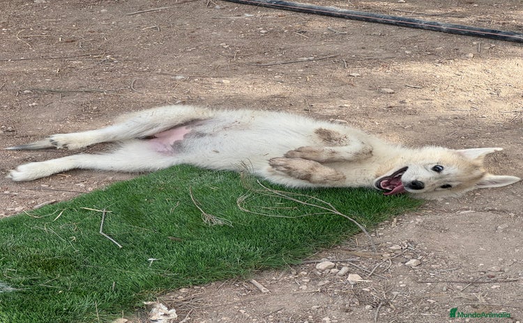 Husky Siberiano perros - Anuncio 4