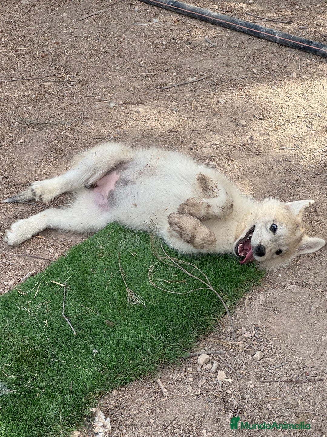 Husky Siberiano perros en venta: HUSKY Y LOBO ARTICO - Imagen 1