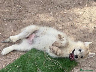 Husky Siberiano perros - Anuncio 5
