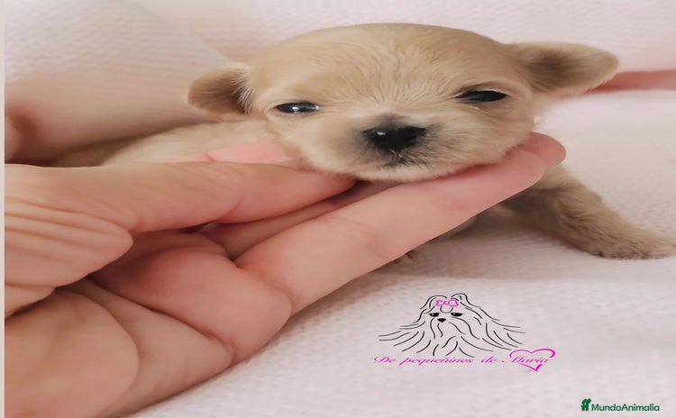 Maltipoo perros - Anuncio 1