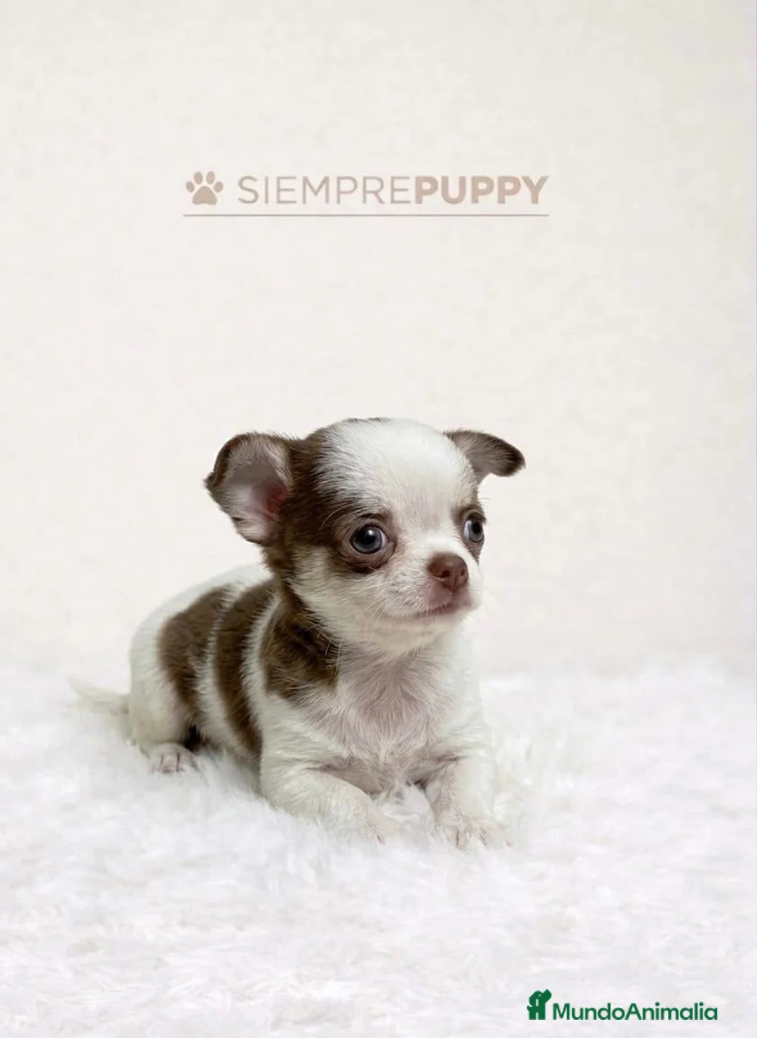 Chihuahua perros en venta: CHIHUAHUA MICRO TOY - Anuncio 2