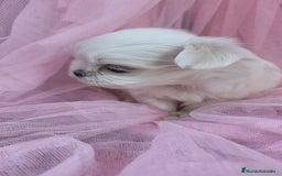 Bichón Maltés perros en venta: Bichón maltes coreano Macho y Hembra  - Imagen 2