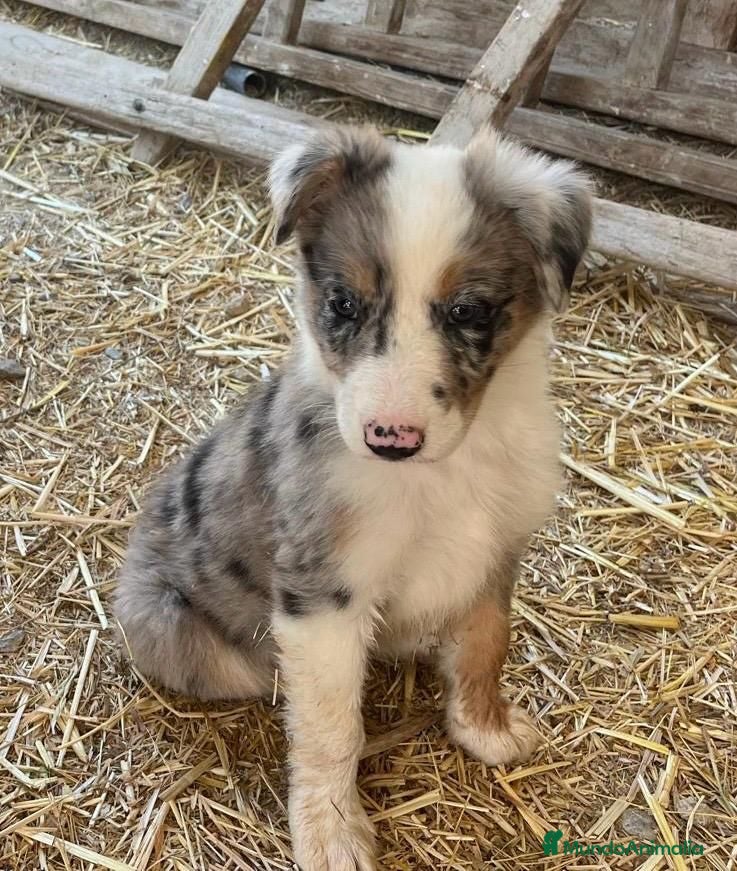 Border Collie perros Border Collie  - Anuncio 13