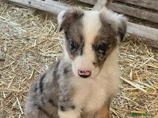 Border Collie perros Border Collie - Anuncio 13