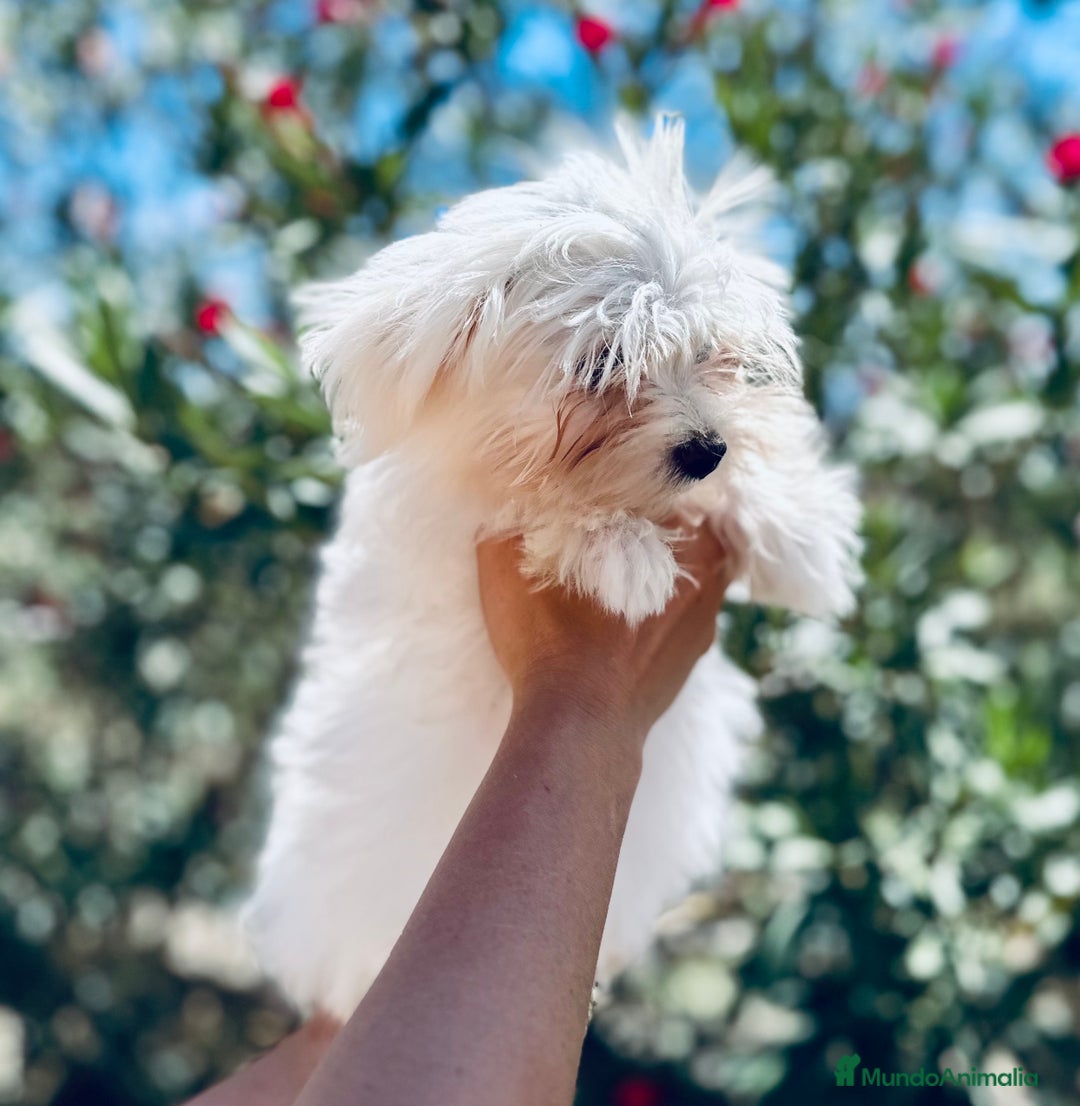 Bichón Maltés perros en venta: BICHÓN MALTES TOY AMERICANO - Imagen 3