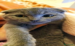 Scottish Fold gatos en venta: Gatita scottish fold - Imagen 1
