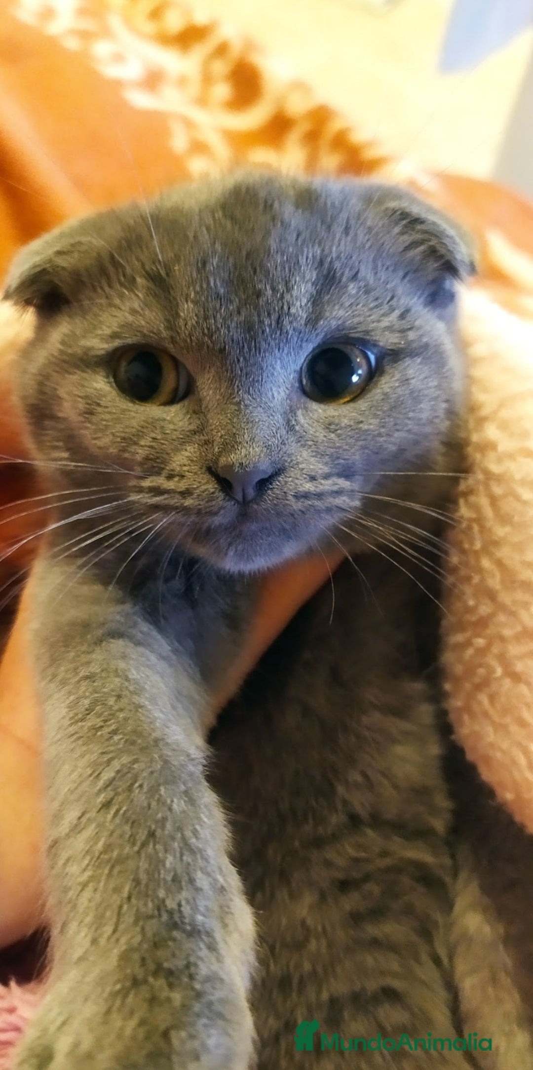 Scottish Fold gatos en venta: Gatita scottish fold - Imagen 1