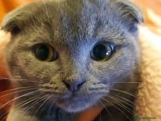 Scottish Fold gatos - Anuncio 9