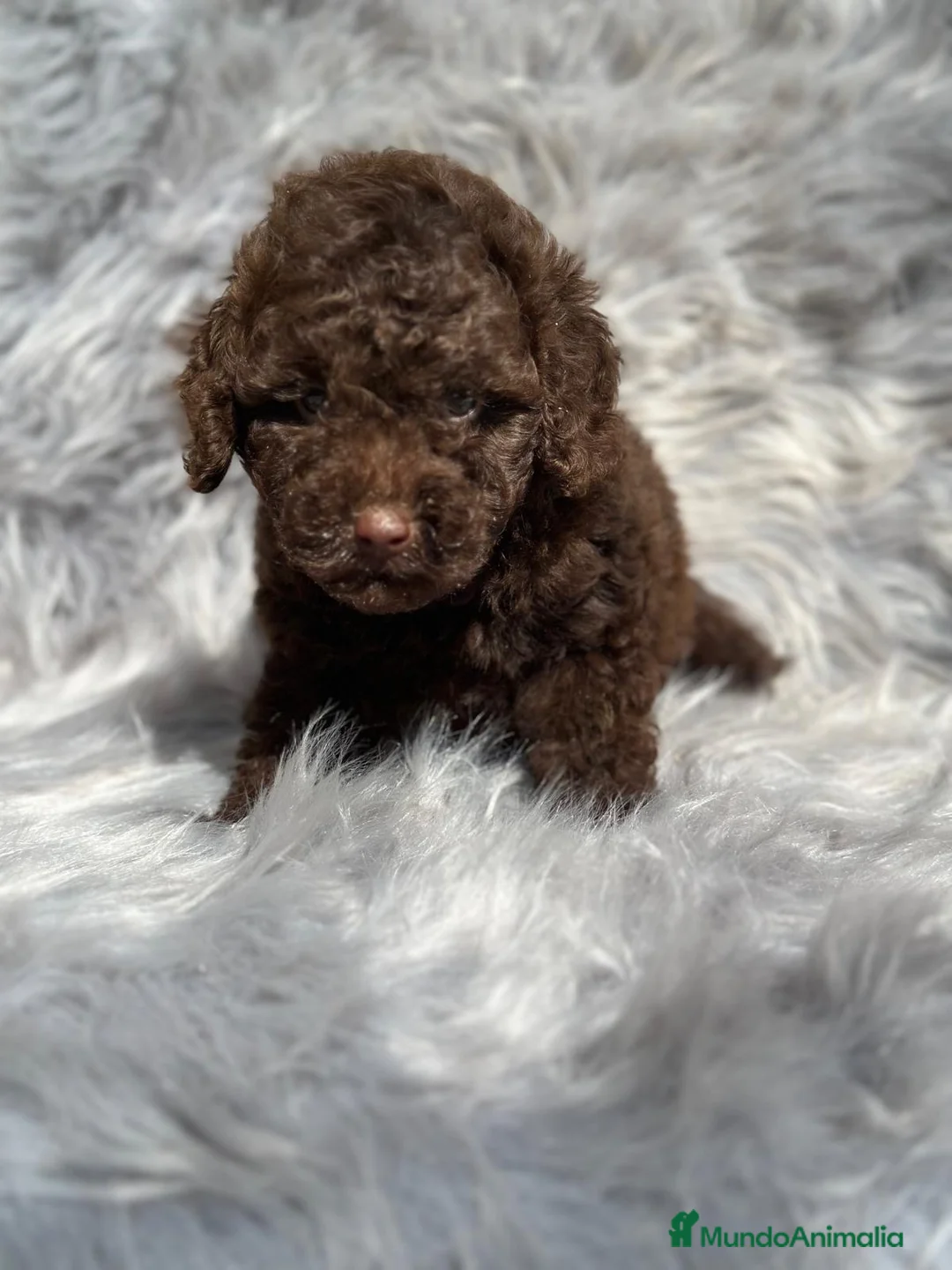 Caniche Toy perros en venta: Caniche TOY chocolate  en Barcelona - Anuncio 8