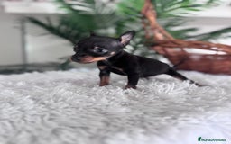 Pinscher Miniatura perros en venta: MINI PINSCHER MUNIATURA - Anuncio 11