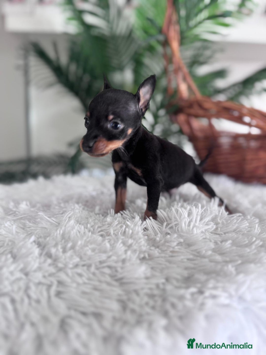 Pinscher Miniatura perros en venta: MINI PINSCHER MUNIATURA - Anuncio 11