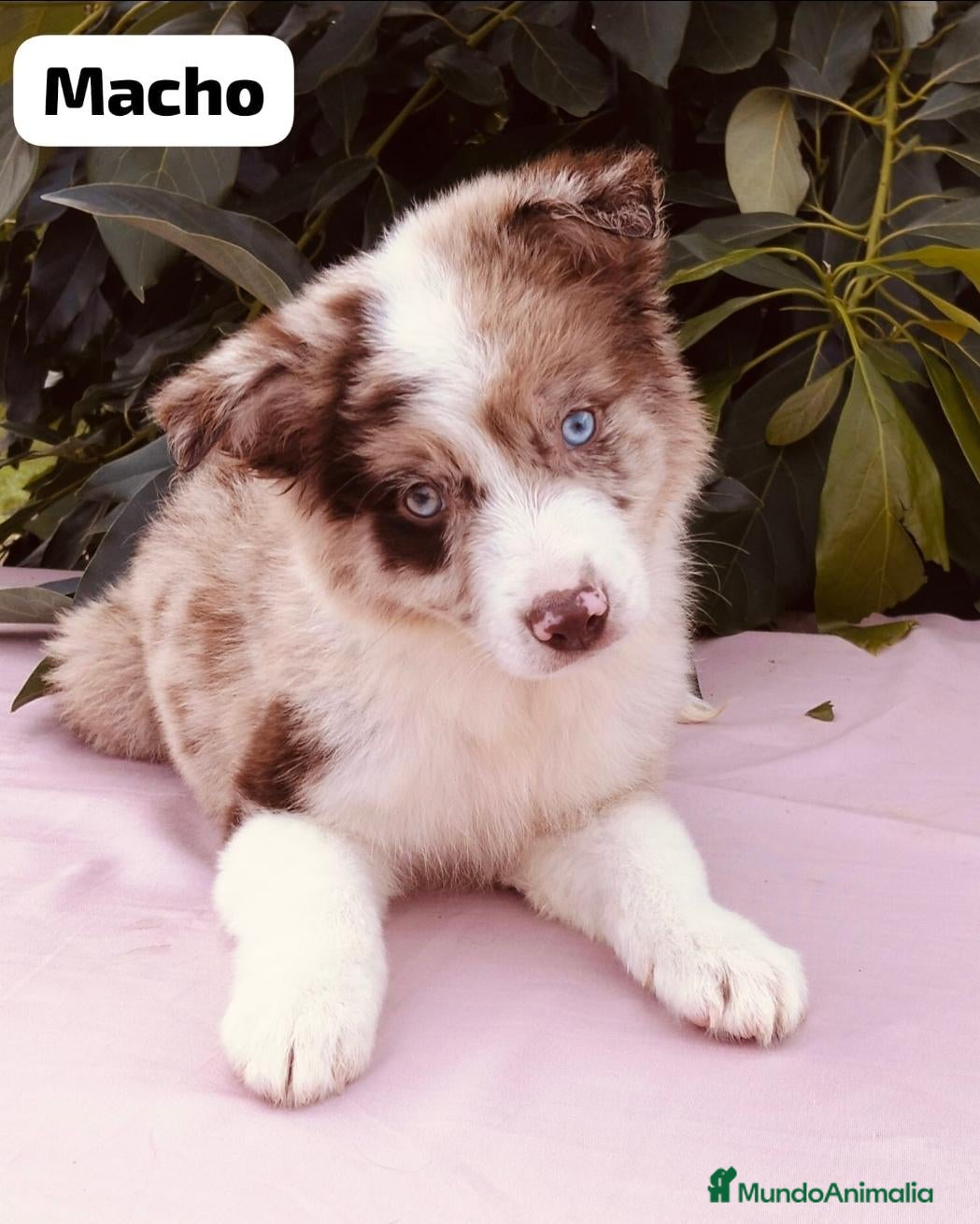 Border Collie perros en venta: Border collie listos para entregar  - Anuncio 9