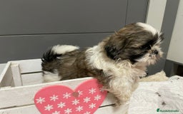 Shih Tzu perros en venta: Shitz tzu - Imagen 11