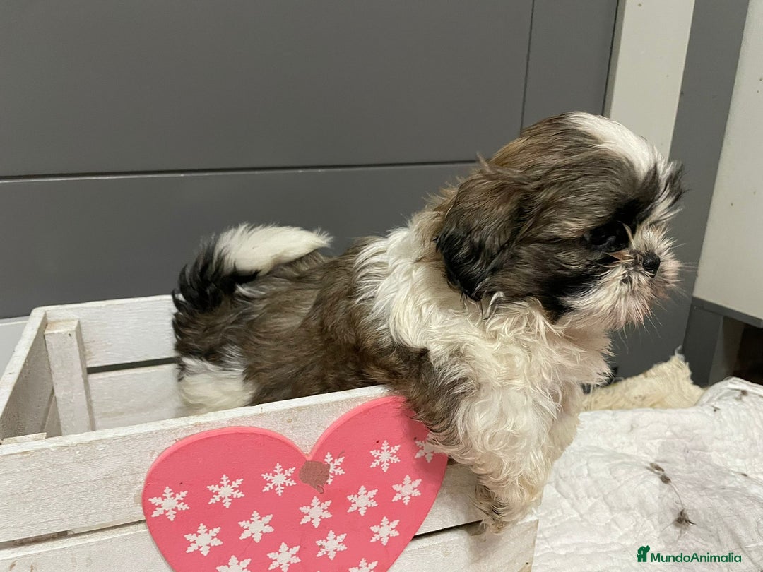 Shih Tzu perros en venta: Shitz tzu - Imagen 11