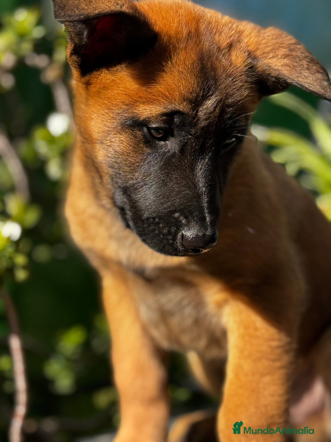Pastor Belga Malinois perros en venta: Pastor Belga Malinois - Anuncio 6