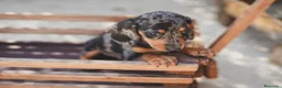 Teckel Miniatura perros en venta: Cachorro de Teckel arlequín  - Anuncio 4