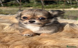 Chihuahua perros en venta: Chihuahua leonado toy  - Imagen 4