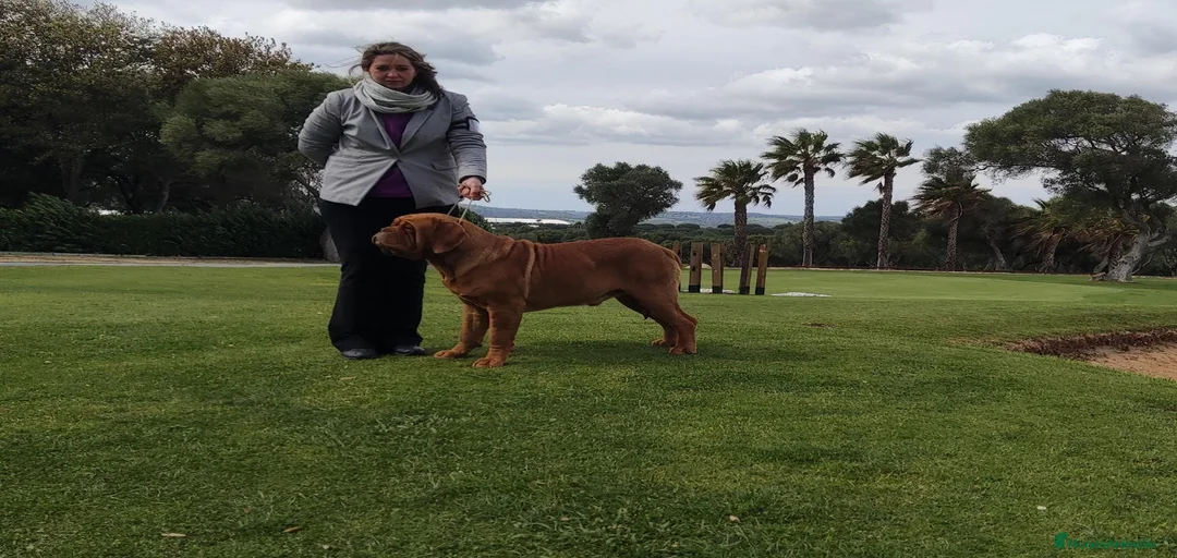 Imagen de galería {{count}}