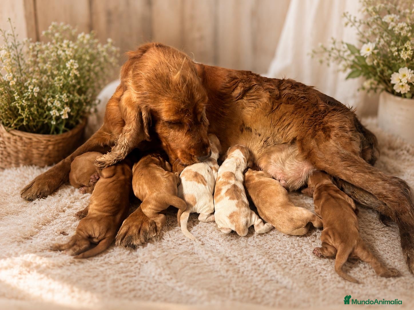 Cocker Spaniel Inglés perros COCKER SPANIEL INGLÉS  - Anuncio 2
