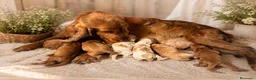 Cocker Spaniel Inglés perros en venta: COCKER SPANIEL INGLÉS  - Anuncio 1