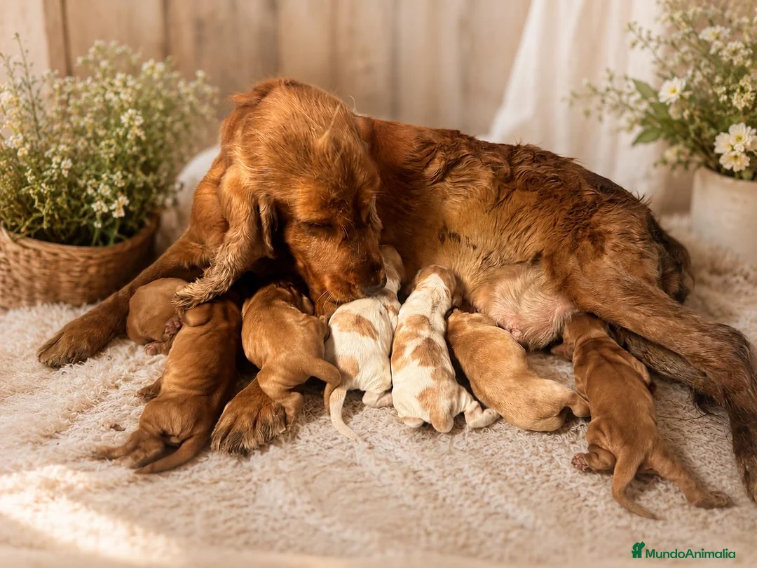 Cocker Spaniel Inglés perros en venta: COCKER SPANIEL INGLÉS  - Anuncio 1