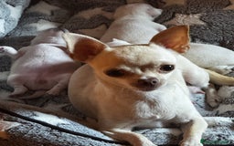 Chihuahua perros en venta: Chihuahua  - Imagen 9