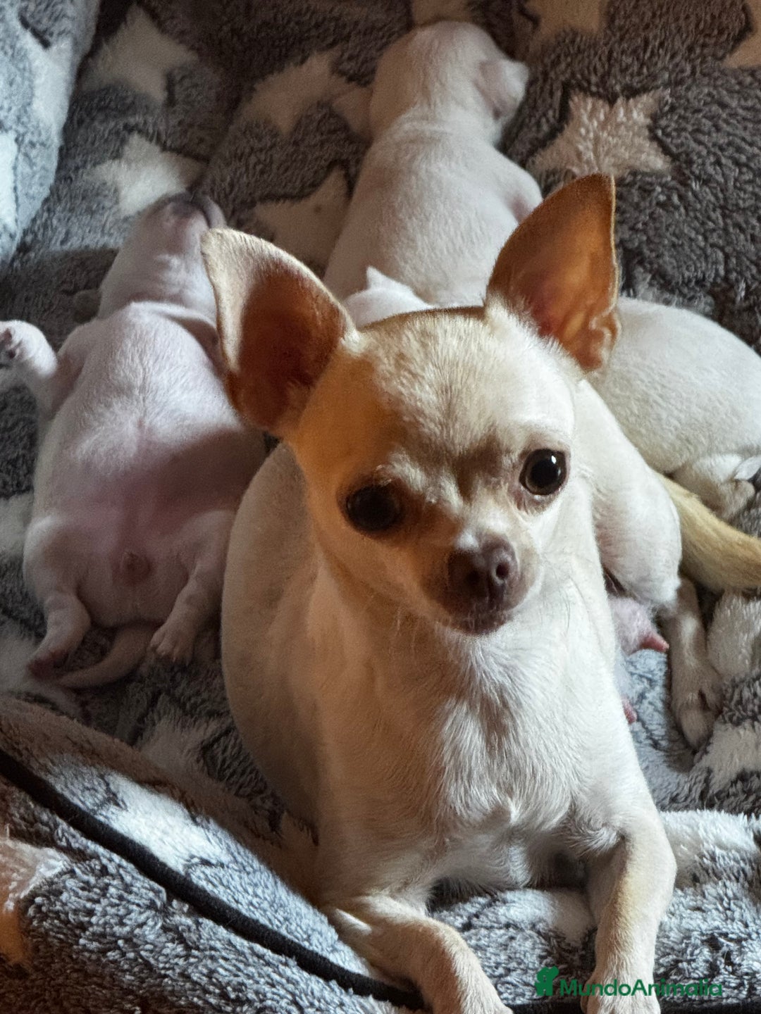 Chihuahua perros en venta: Chihuahua  - Imagen 9