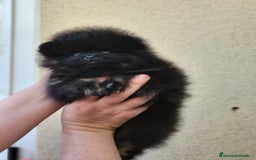 Pomerania perros en venta: Hembrita línea coreana y rusa  - Imagen 4